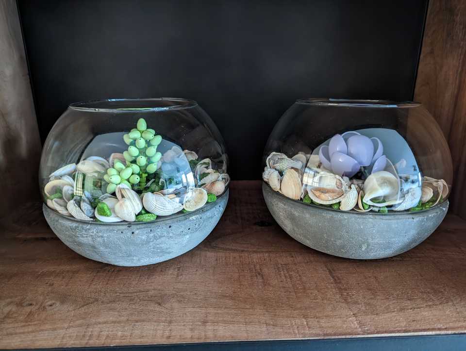 Two of the succulents in decorative pots with some shelves