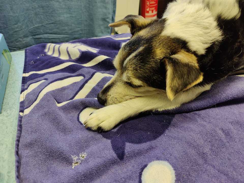 Eddy lying on a blue towel at the veterinarian after receiving the lethal injection. He looks peaceful