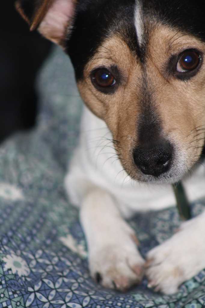 headshot of Eddy in his early years, jack-russel and fox mix